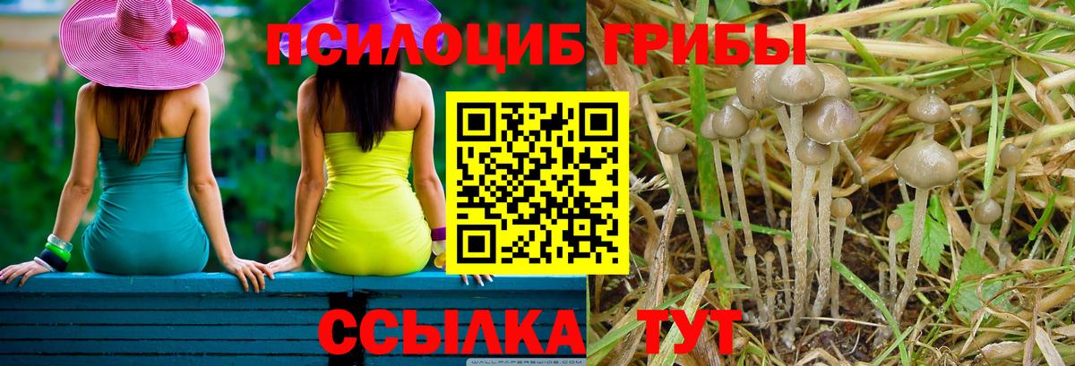 Тосно  Галлюциногенные грибы Psilocybine cubensis  Вход с VPN 